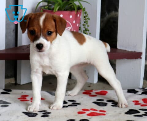 Candy Jack Russell2