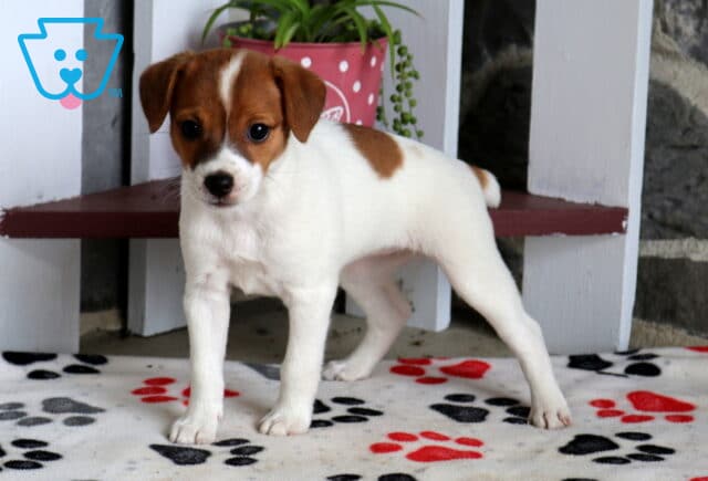 Candy Jack Russell2 image