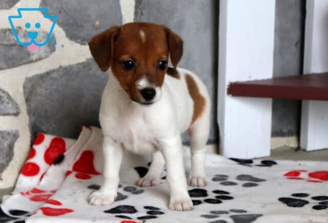 Carly Jack Russell image