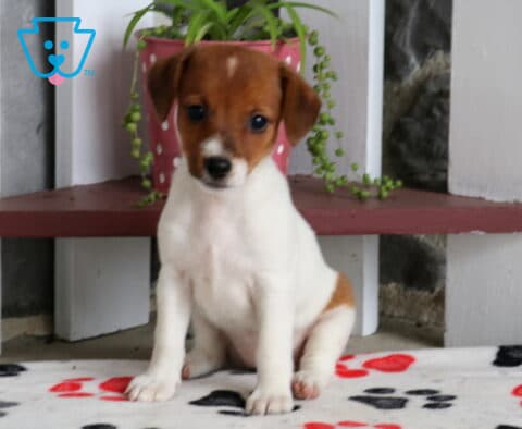 Carly Jack Russell2