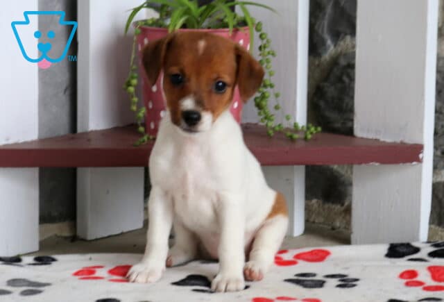 Carly Jack Russell2 image