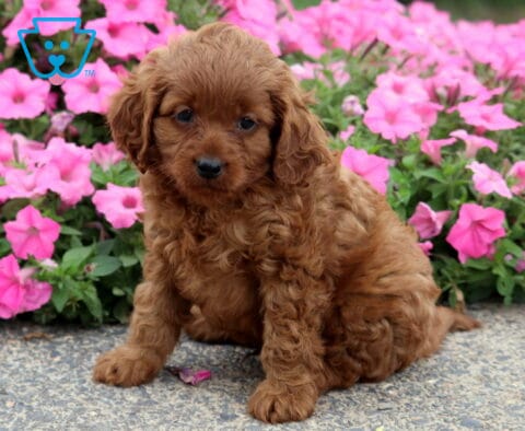 Carson Cavapoo