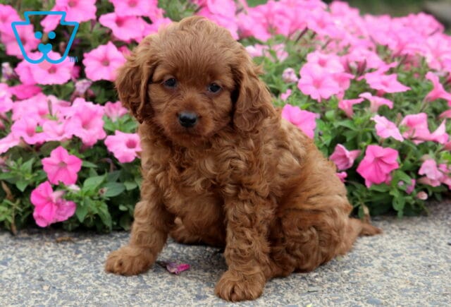 Carson Cavapoo image