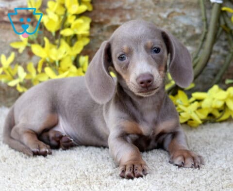 Carter Mini Dachshund