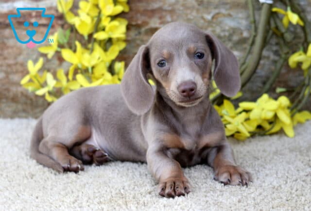 Carter Mini Dachshund image