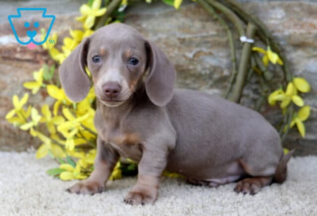 Carter Mini Dachshund2 image