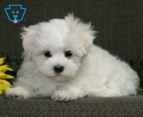 Fluffy white Maltese puppy lying beside a bright yellow sunflower and green foliage, looking sweetly toward the camera.