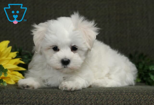 Fluffy white Maltese puppy lying beside a bright yellow sunflower and green foliage, looking sweetly toward the camera. image