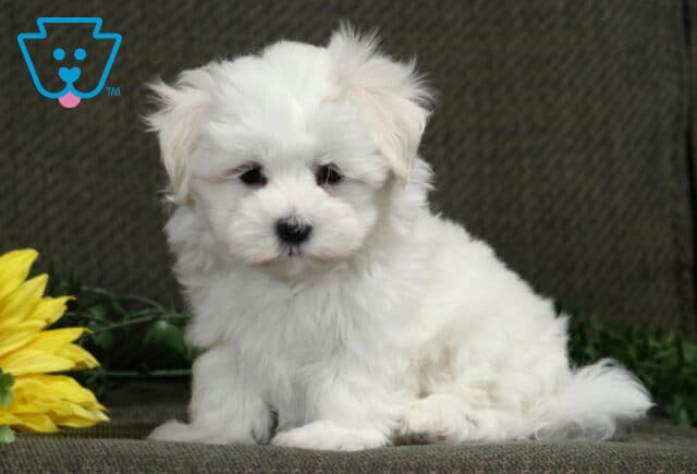 Fluffy white Maltese puppy sitting upright beside a yellow sunflower with its soft tail curled at its side. image