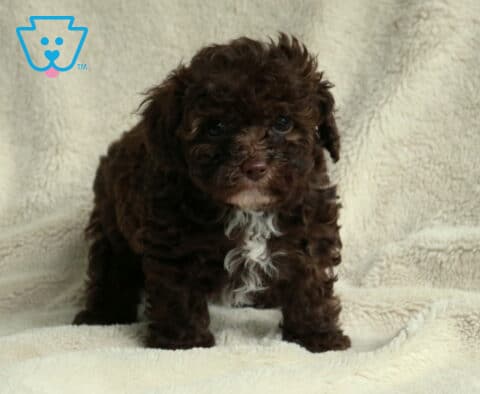 Cash Toy Poodle