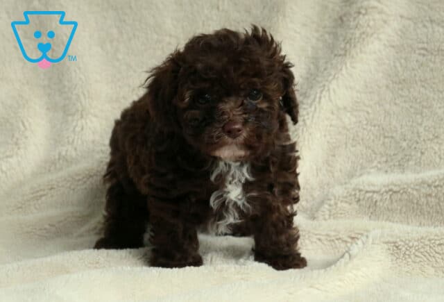 Cash Toy Poodle image