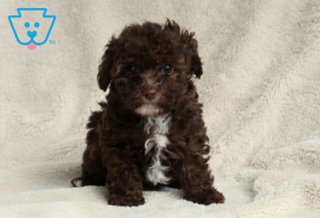 Cash Toy Poodle2 image