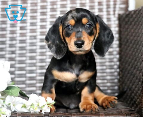 Champ Mini Dachshund