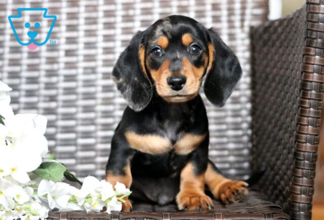 Champ Mini Dachshund image