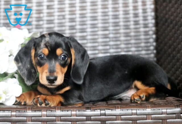 Champ Mini Dachshund2 image