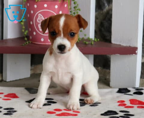 White and brown Jack Russell puppy sitting squarely on a paw-print blanket with floppy ears, a white facial blaze, and a sweet attentive gaze.