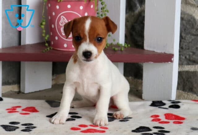 Chance Jack Russell image