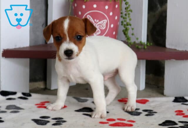 Chance Jack Russell2 image