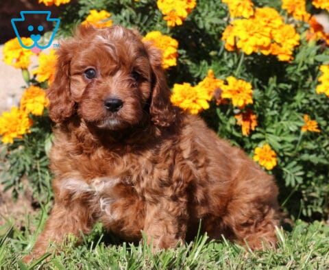 Charlie Cavapoo