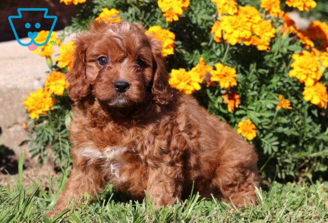 Charlie Cavapoo image