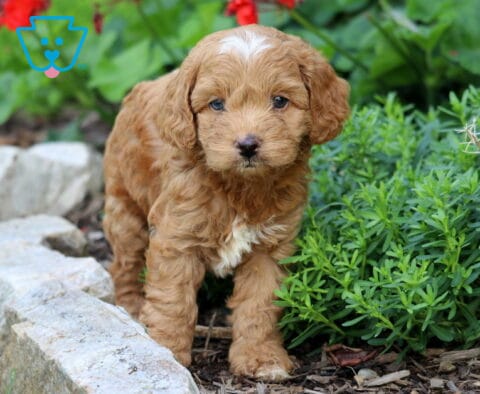 Charlie Cavapoo