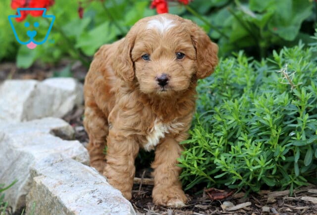 Charlie Cavapoo image