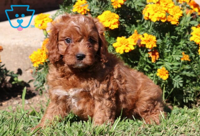 Charlie Cavapoo2 image