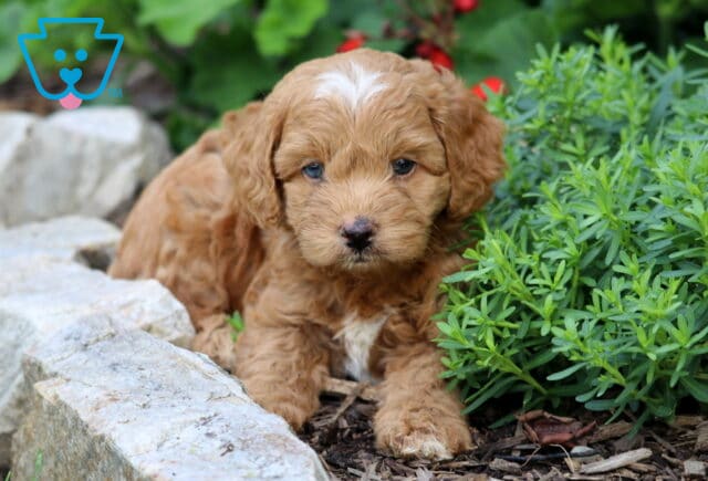 Charlie Cavapoo2 image