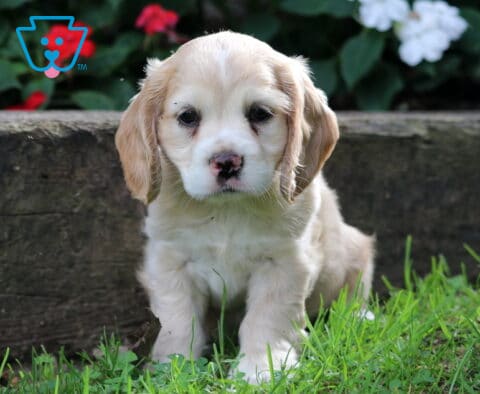 Charlie Cocker spaniel