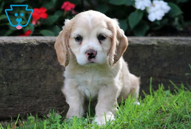 Charlie Cocker spaniel image