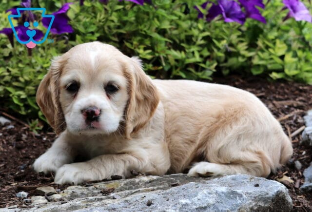 Charlie Cocker spaniel2 image