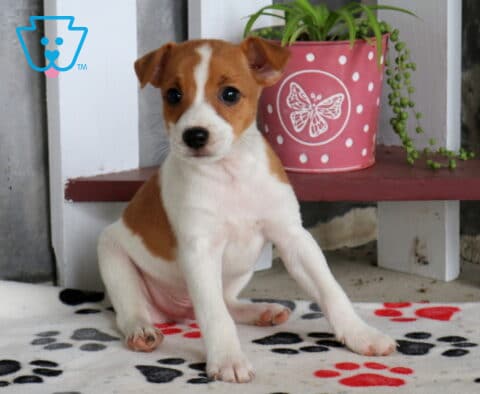 Brown and white Jack Russell puppy sitting upright on a paw-print blanket with a narrow white facial blaze and an alert, curious expression.