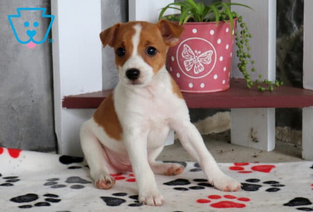 Charlie Jack Russell image