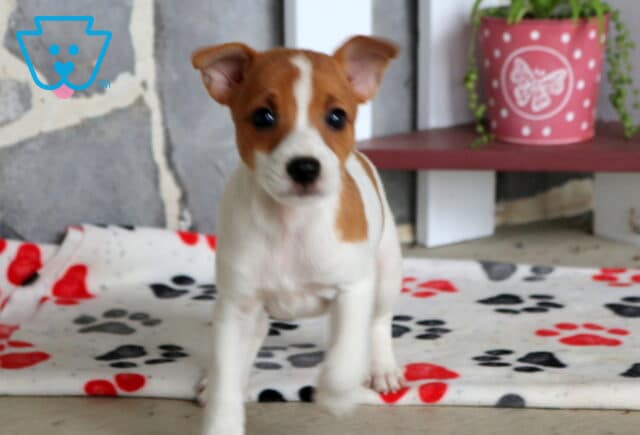 Charlie Jack Russell2 image