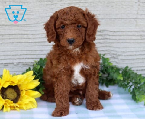 Charlie Mini Poodle