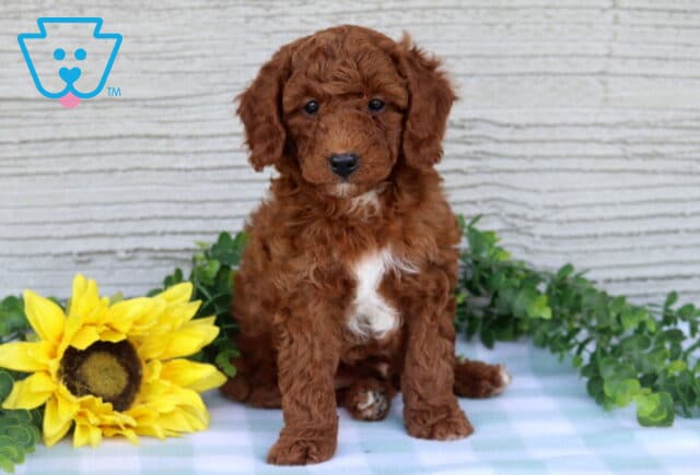 Charlie Mini Poodle image