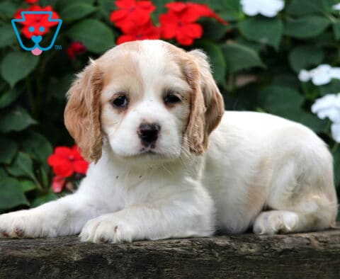 Charm Cocker spaniel