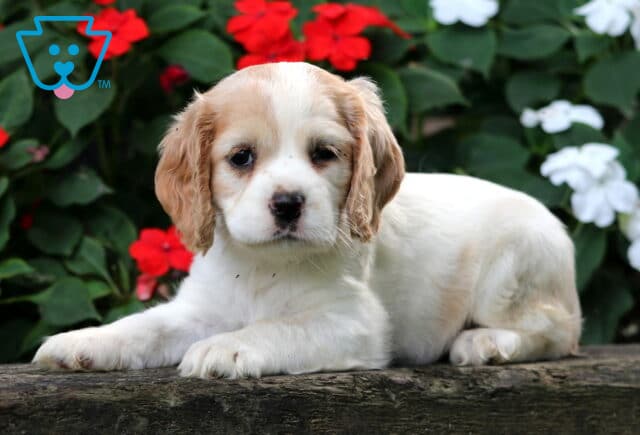 Charm Cocker spaniel image