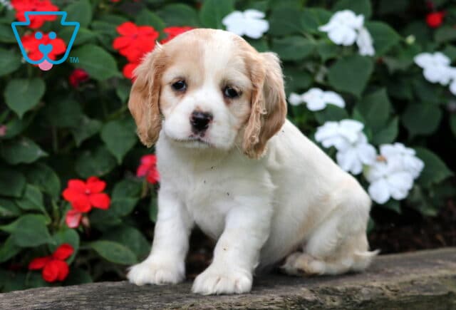 Charm Cocker spaniel2 image