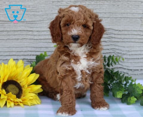 Chase Mini Poodle