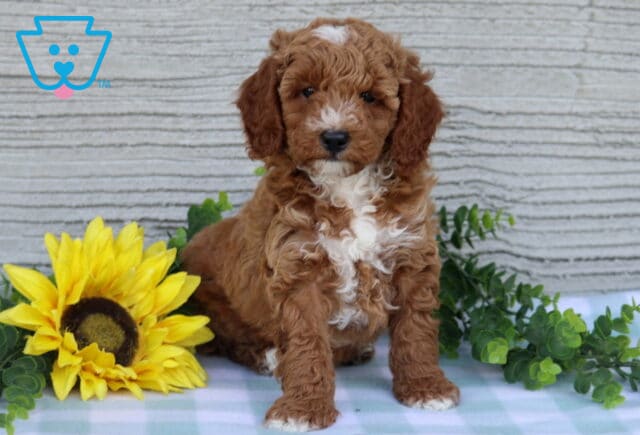 Chase Mini Poodle image