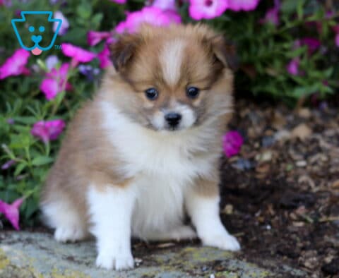 Chex Pomeranian