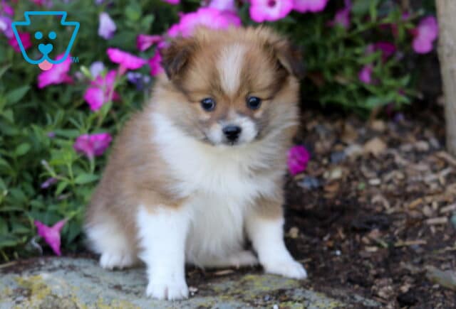 Fluffy tan and white Pomeranian puppy sitting in a garden surrounded by vibrant pink flowers and greenery. image