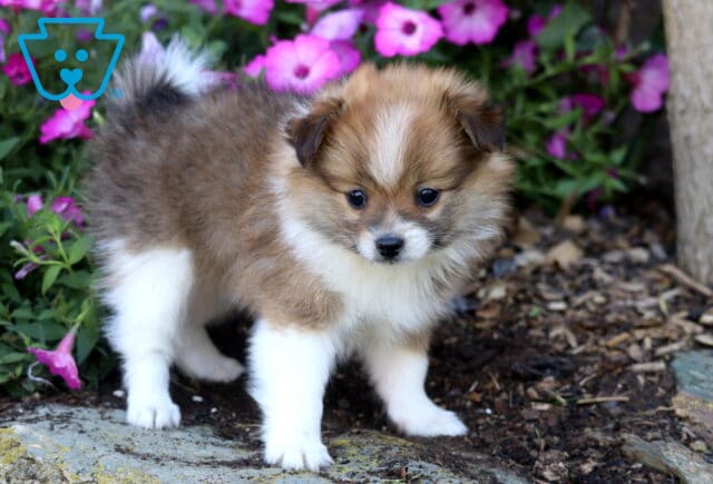Chex Pomeranian2 image