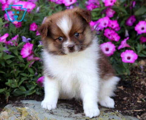 Chip Pomeranian