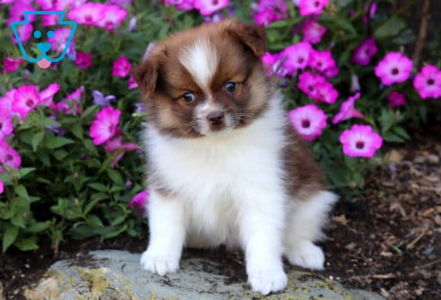 Chip Pomeranian image