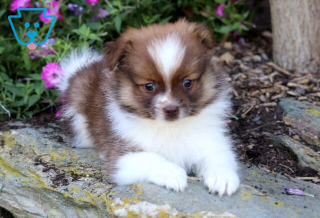 Chip Pomeranian2 image