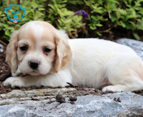Chips Cocker spaniel