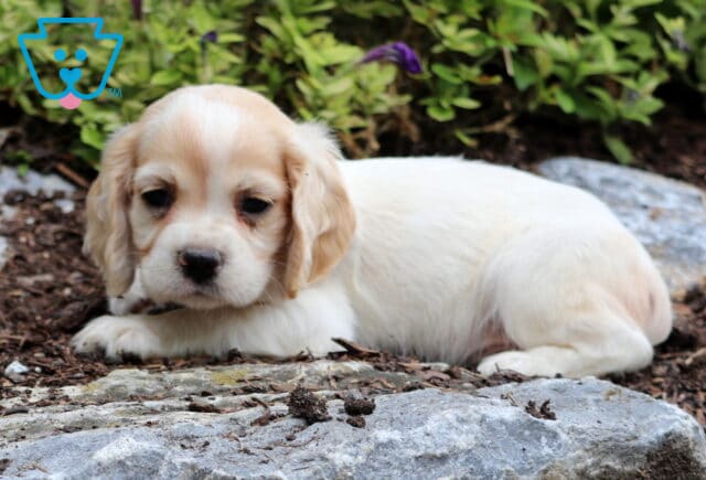 Chips Cocker spaniel image