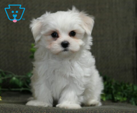 Fluffy white Maltese puppy standing and looking directly at the camera with yellow flowers and greenery in the background.